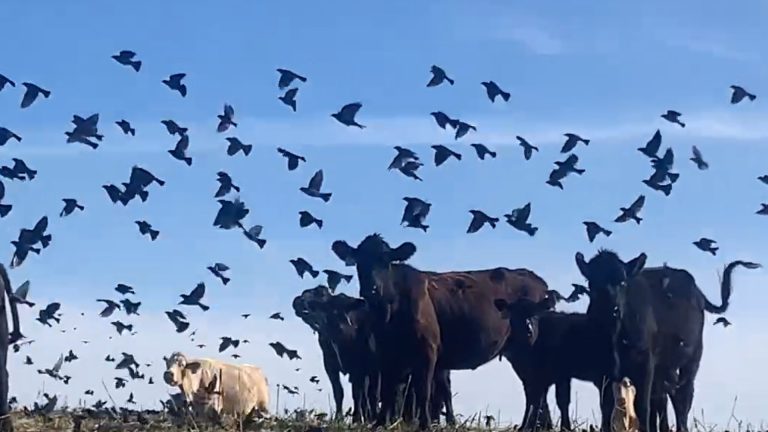 cowbirds in Iowa