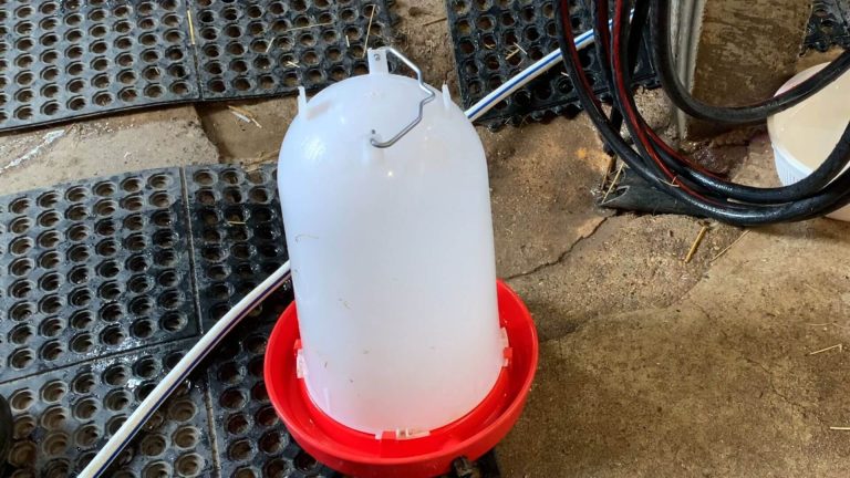 heated chicken waterer