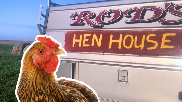 Rooster Hen House
